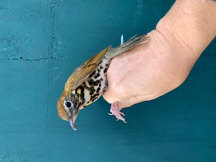 Wood Thrush by M Menzies 3