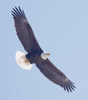 Bald Eagle in flight March 2023 by F Nicoletti