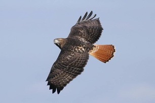 Red-tailed Hawk at West Skyline Spring Count