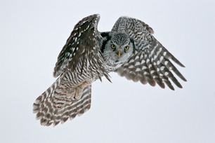 Northern Hawk Owl by michaelfurtman.com