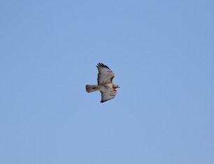 Red-tailed Hawk by S McLaughlin Spring 2023