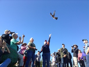 Hawk Ridge bird release