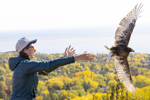 Naturalist Sarah W releasing dark morph Red-tailed Hawk by B Braga