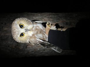 Northern Saw-whet Owl by L Rolls
