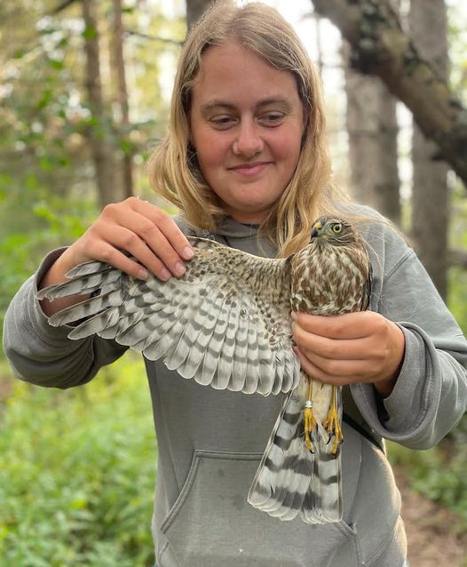 Trainee Marie Chappell with Sharp-shinned Hawk