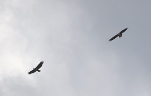 Bald Eagles August 2020 by J Richardson 2