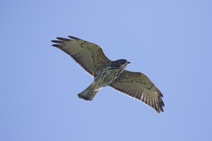 Broad-winged Hawk Aug 2020 by J Richardson