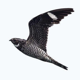 Common Nighthawk Aug 2020 by A Witchger