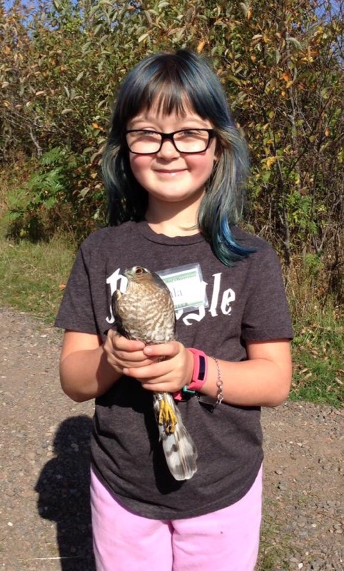 Fantastic Hawk Ridge Volunteer with Sharp-shinned Hawk - Sept 2019