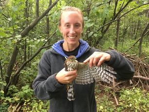 Grad Student Emily Pavlovic with Sharp-shinned Hawk Aug 2020