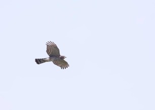 Sharp-shinned Hawk August 2020 by J Richardson